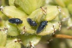 Acmaeoderella canescens