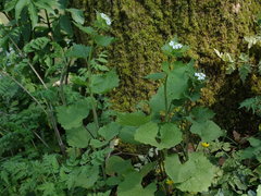 Alliaria petiolata