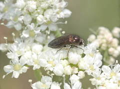 Acmaeoderella