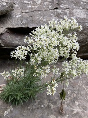 Draba ramosissima