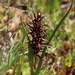 Wurmbea marginata - Photo (c) aulax, algunos derechos reservados (CC BY-NC), subido por aulax