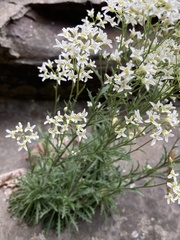 Draba ramosissima