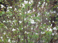 Amelanchier cusickii