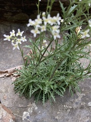 Draba ramosissima