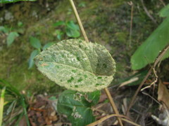 Chaptalia cordifolia