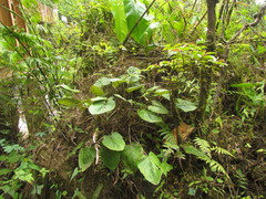 Chaptalia cordifolia