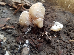 Candolleomyces tuberculatus