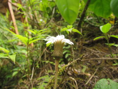 Chaptalia cordifolia