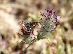 Spialia