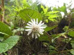 Chaptalia cordifolia