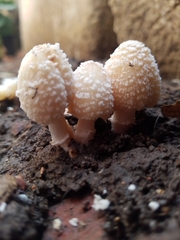 Candolleomyces tuberculatus