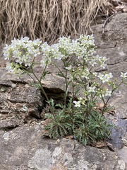 Draba ramosissima