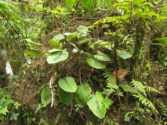 Chaptalia cordifolia