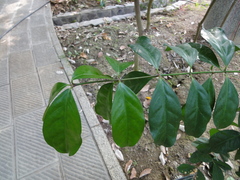 Euonymus cochinchinensis