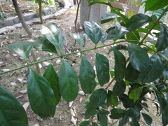 Euonymus cochinchinensis
