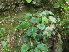 Chaptalia cordifolia