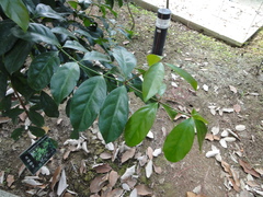 Euonymus cochinchinensis
