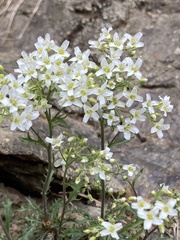 Draba ramosissima