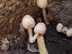 Candolleomyces tuberculatus