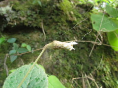 Chaptalia cordifolia