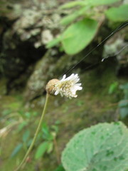 Chaptalia cordifolia