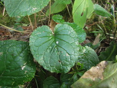 Chaptalia cordifolia