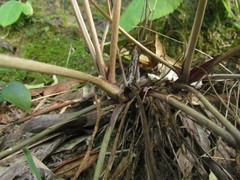 Chaptalia cordifolia