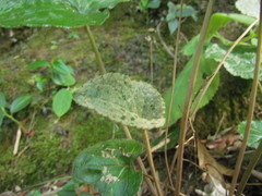 Chaptalia cordifolia
