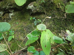 Chaptalia cordifolia