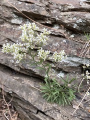 Draba ramosissima
