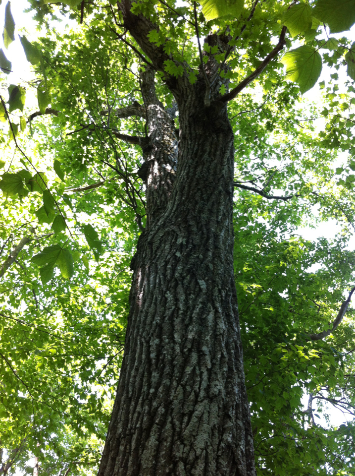 루브라참나무 from Rutland County, US-VT, US on 2012년 05월... 오후 by Charlie Hohn · iNaturalist 루브라참나무 (Quercus rubra)