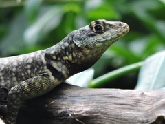 Tropidurus torquatus