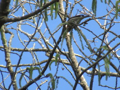 Haemorhous purpureus