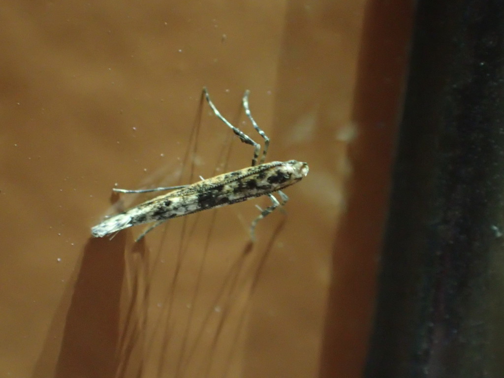 Alder Leafminer