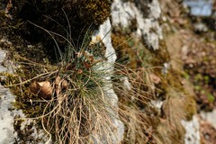 Festuca pallens