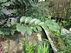Diospyros maritima