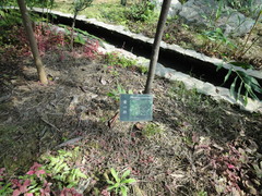 Diospyros maritima