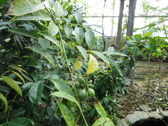 Artabotrys hexapetalus