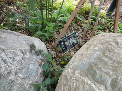 Artabotrys hexapetalus