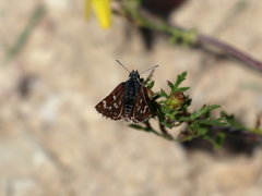 Spialia