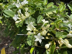 Stephanotis floribunda