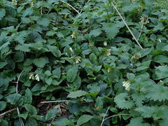 Symphytum grandiflorum