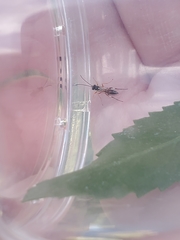 Diplazon laetatorius