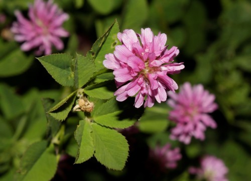 Trifolium resupinatum iNat (1)