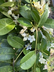 Stephanotis floribunda