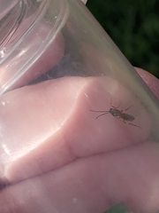 Diplazon laetatorius