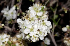 Prunus spinosa dasyphylla