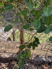 Stephanotis floribunda