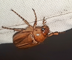 Rhizotrogus aestivus