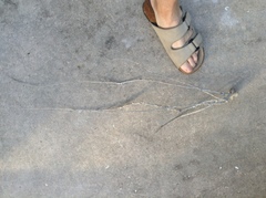 Antillogorgia bipinnata